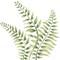 Triple Fern Wall Stencil | 2402 by Designer Stencils | Reusable Art Craft Stencils for Painting on Walls, Canvas, Wood |